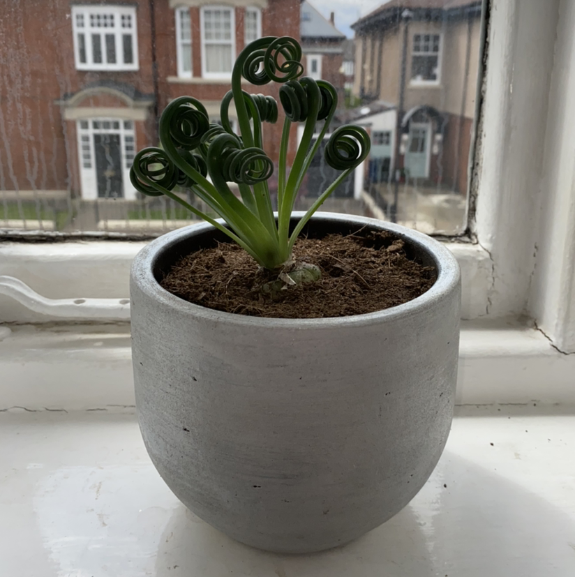 Photo of the plant species Albuca Spiralis by @emmamcwhinnie named Sweeney on Greg, the plant care app