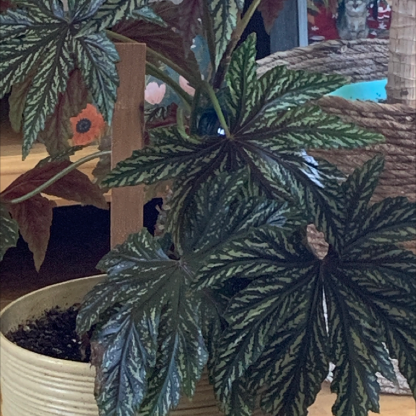Photo of the plant species Rodgersia aesculifolia by Gregory named Ma on Greg, the plant care app