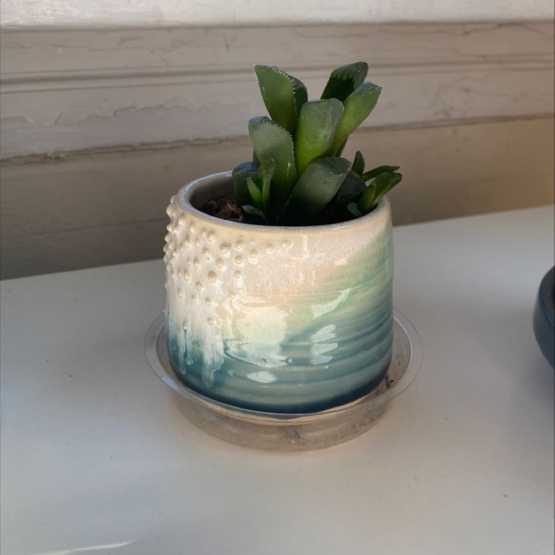 Photo of the plant species Desert Rose Cactus by Anna named Emma on Greg, the plant care app