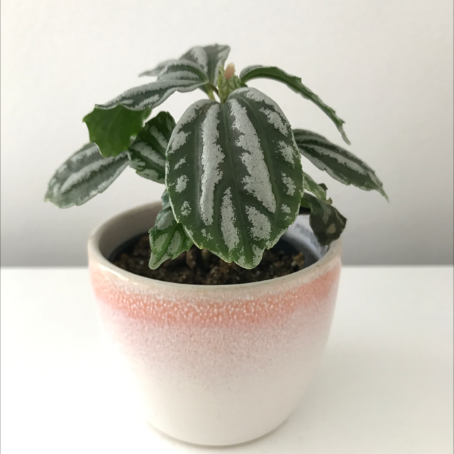 Photo of the plant species Aluminum Plant by Molly named Planty on Greg, the plant care app