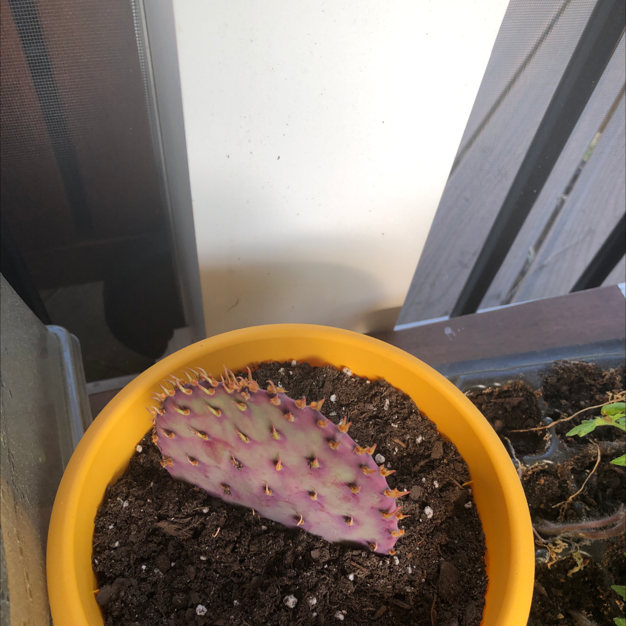 Violet Prickly Pear cactus in a yellow pot with visible soil.