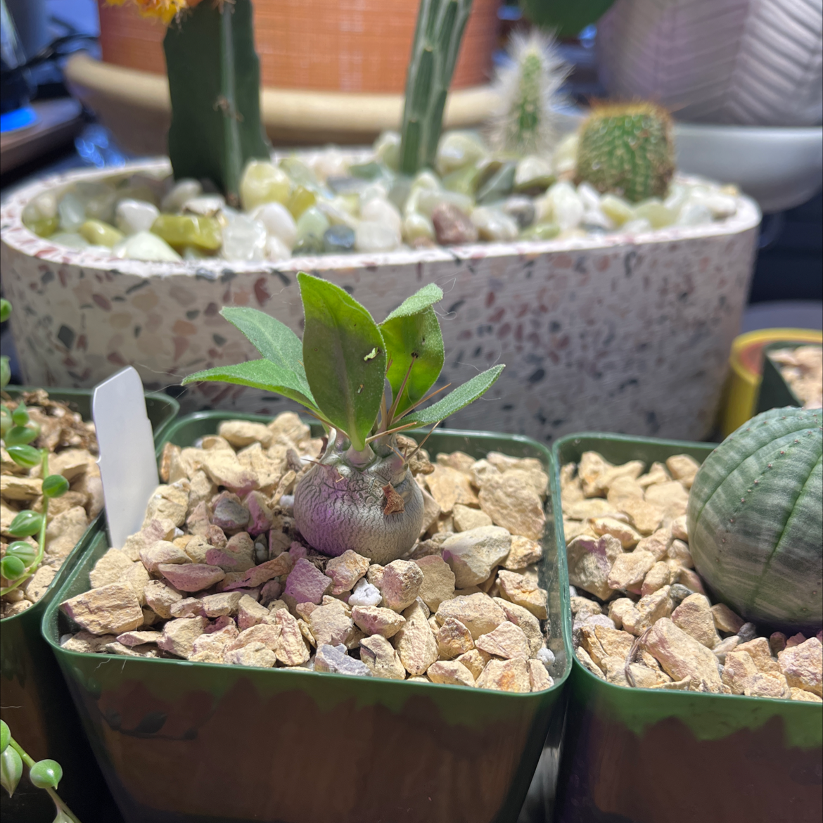 Photo of the plant species Pachypodium namaquanum by Emma named Daphne on Greg, the plant care app