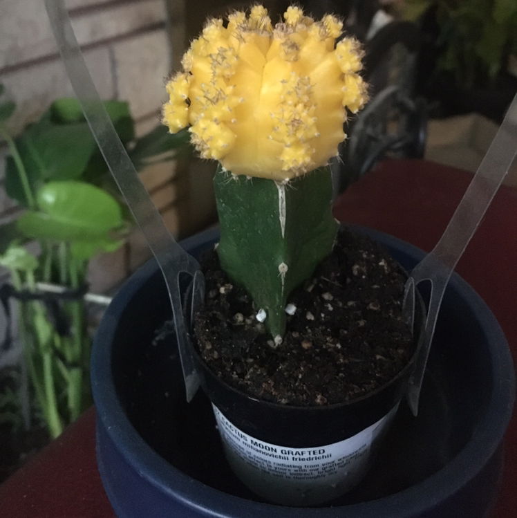 Moon Cactus with a yellow top grafted onto a green base in a pot. Soil is visible.