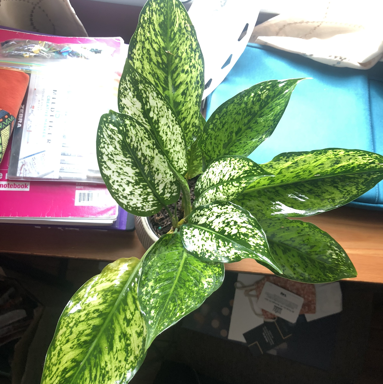 Photo of the plant species Aglaonema 'Silver Splash' by Fayola named Dolly LaLa Simone Parton on Greg, the plant care app