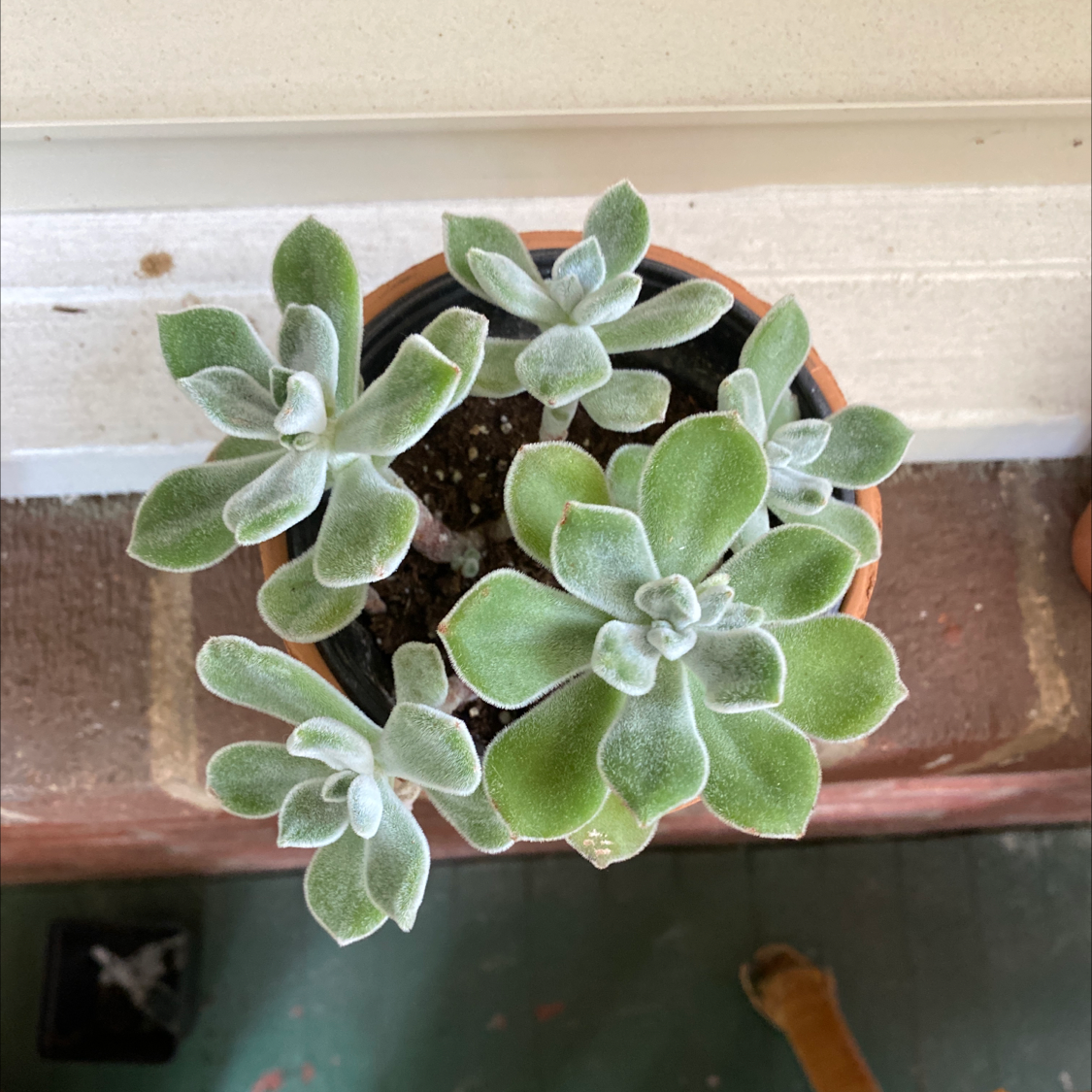 Potted Woolly Rose plant with green, fuzzy leaves, appearing healthy.