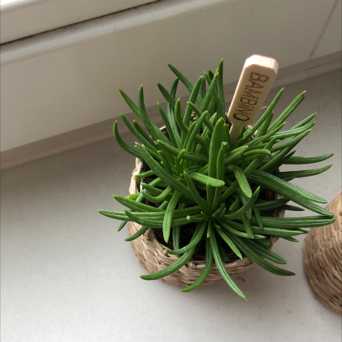 Photo of the plant species Succulent Bush Senecio by Catrie named Bubbels on Greg, the plant care app