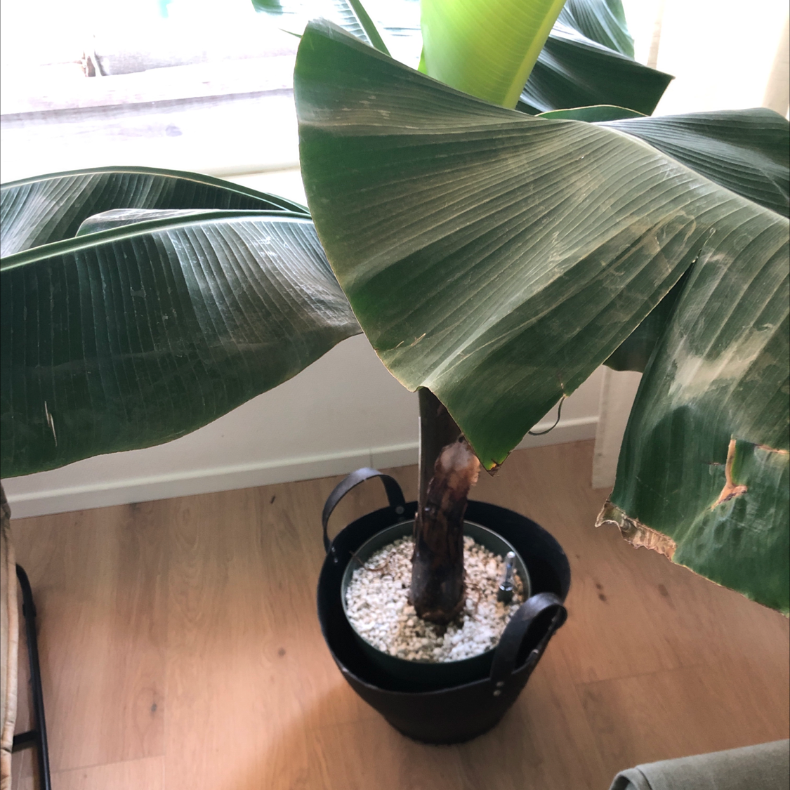 Photo of the plant species Japanese Banana by Catrie named Banana on Greg, the plant care app