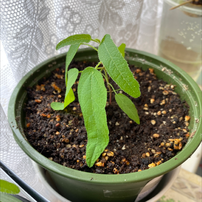 Photo of the plant species Narrow-leaved Peppermint by Lucy named Boris on Greg, the plant care app