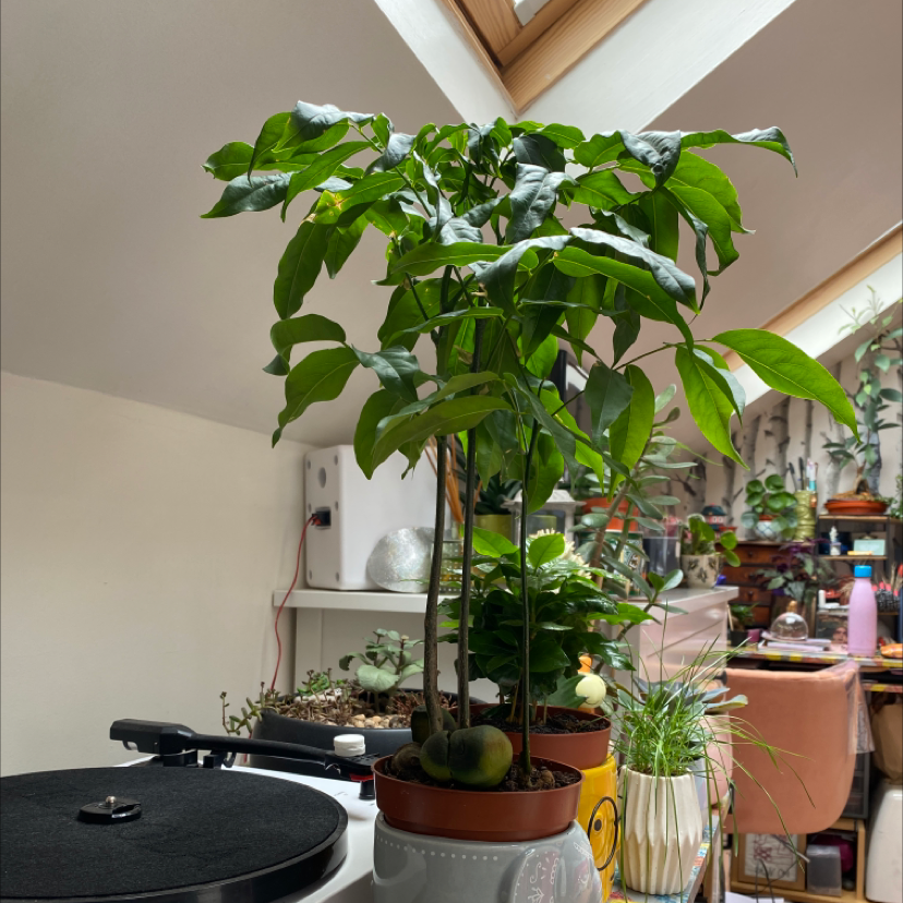 Healthy Lucky Bean Tree in a pot with vibrant green leaves, well-framed and centered.