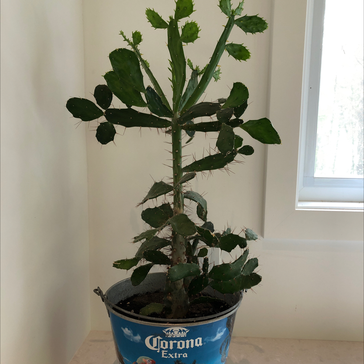 Brazilian Pricklypear plant in a metal container near a window with some browning on the edges of a few pads.