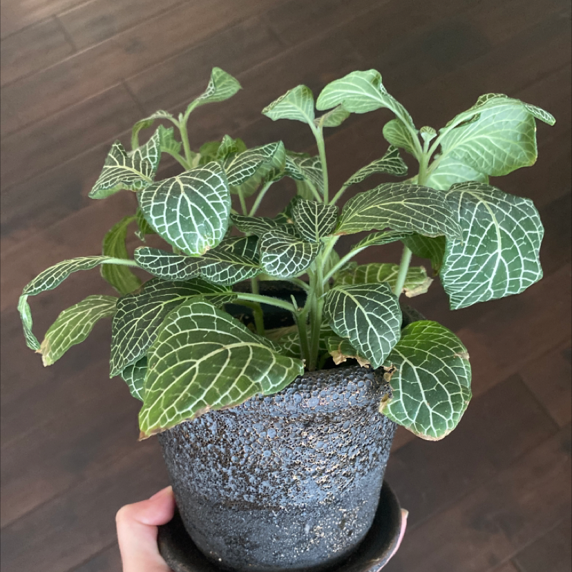 Nerve Plant plant photo by @ashleyhartttt named Bow on Greg, the plant care app.