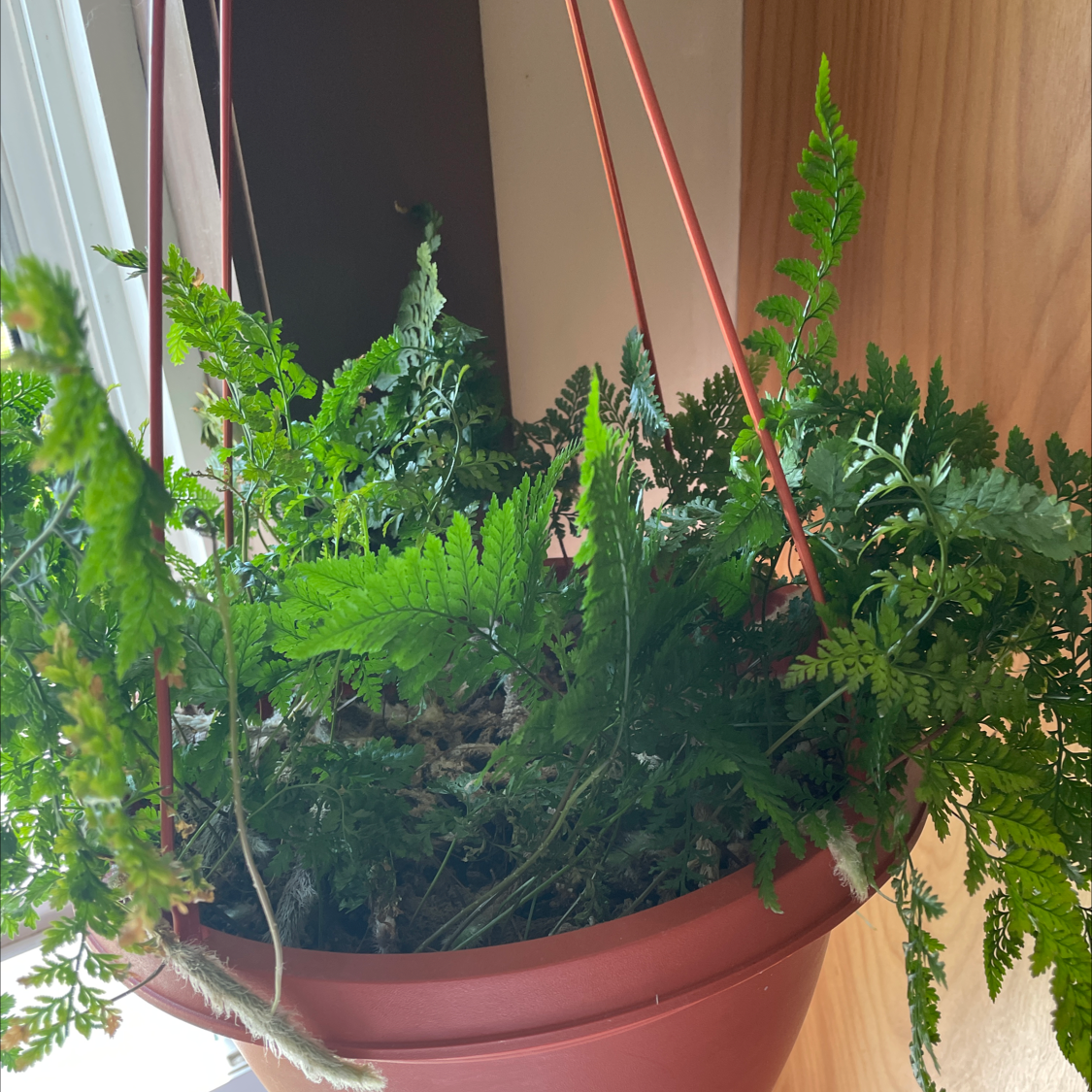 Leatherleaf Fern in a hanging pot with vibrant green fronds.