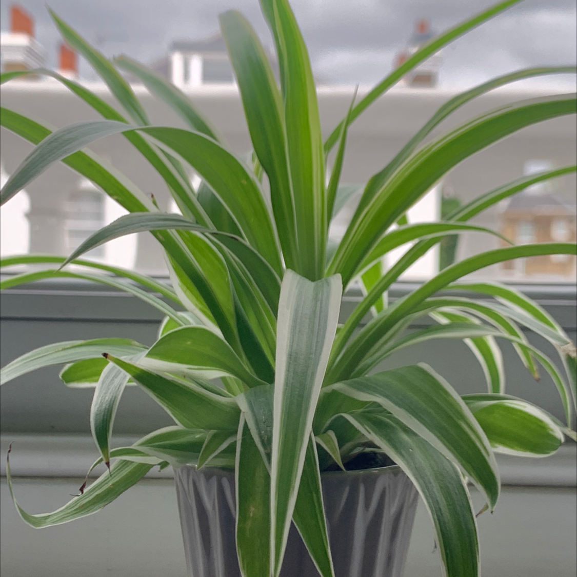 Spider Plant plant photo by @natashaodonohoe named Sebastiené on Greg, the plant care app.
