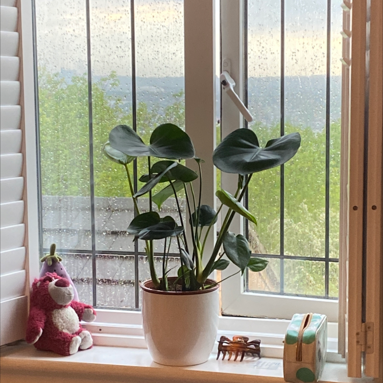 Monstera plant photo by Evelyn named Lebron on Greg, the plant care app.