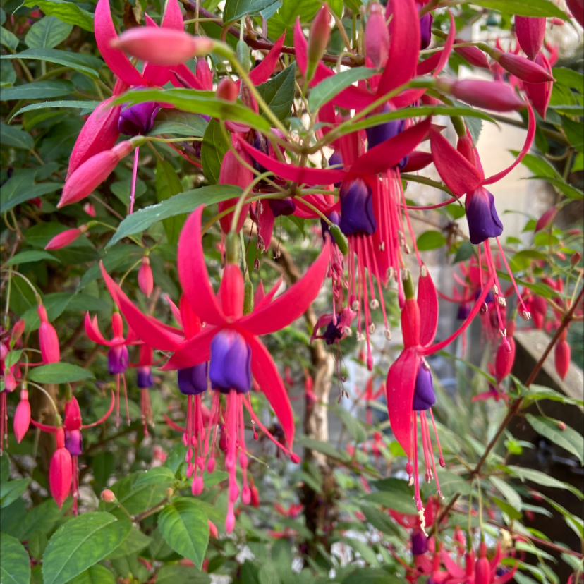Hummingbird Fuchsia plant with vibrant red and purple flowers, appearing healthy and well-maintained.