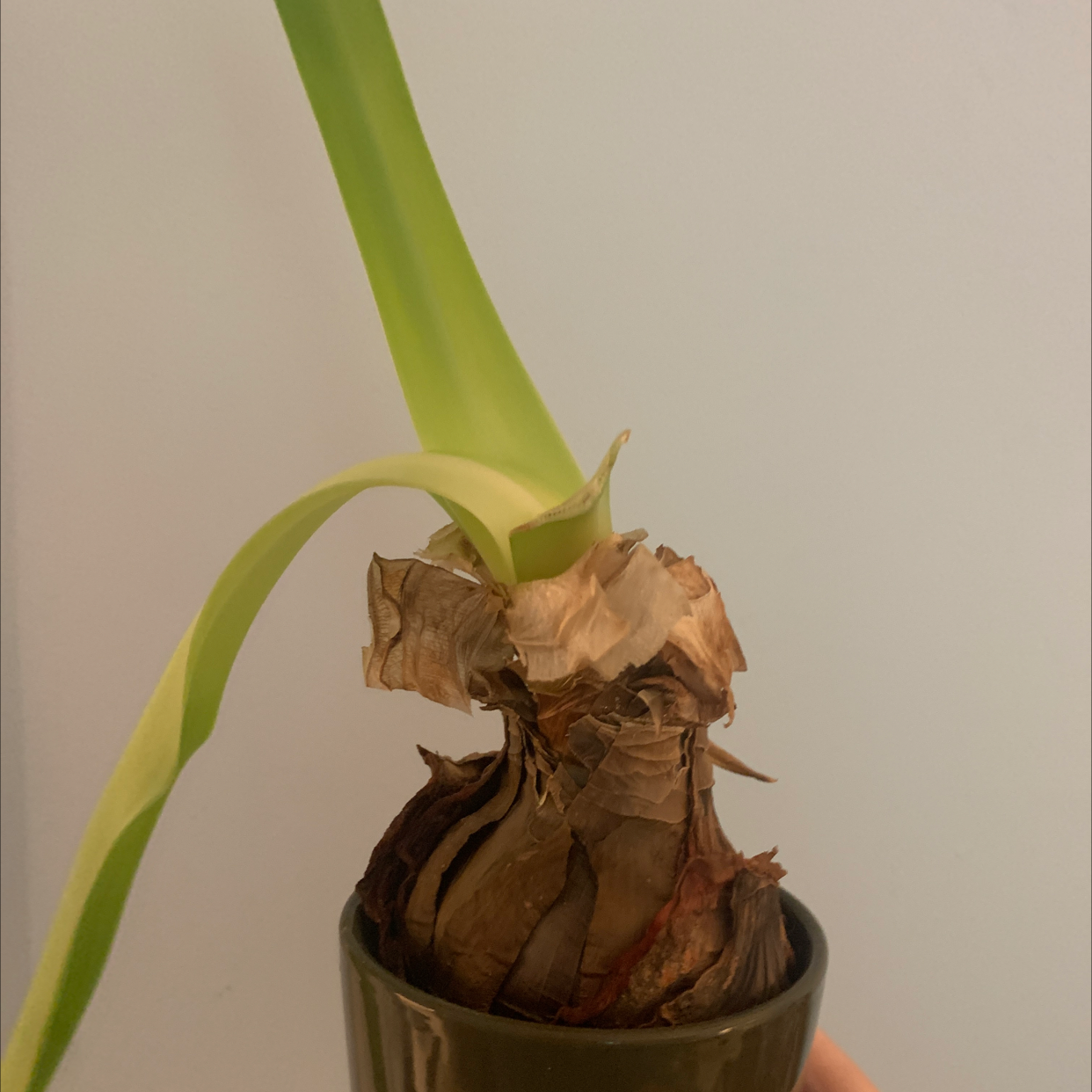 Plant with bulbous base and green leaves in a small pot, some browning visible.