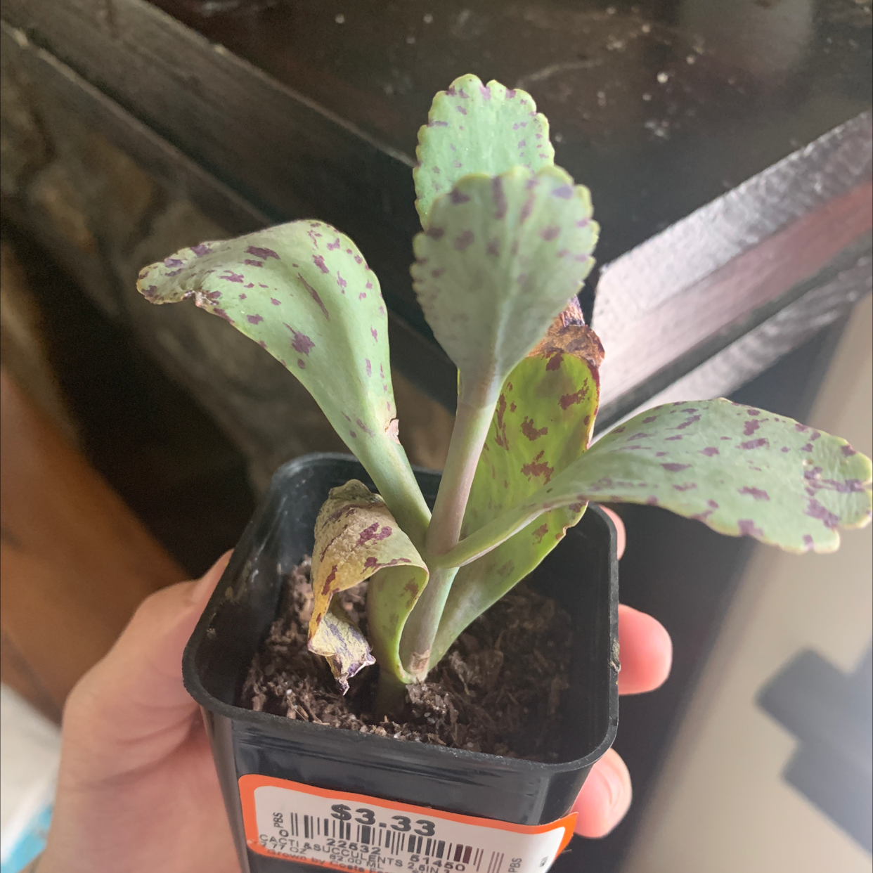 Potted Donkey Ears plant with purple spots and some browning leaves.