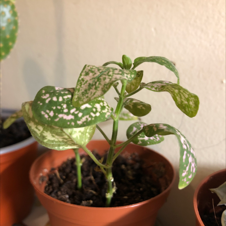 Polka Dot Plant plant photo by @nottkat named miss gaga on Greg, the plant care app.