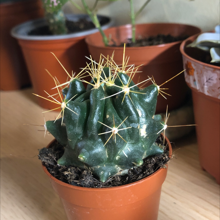 Texas Barrel Cactus in a small pot with prominent spines, healthy appearance.