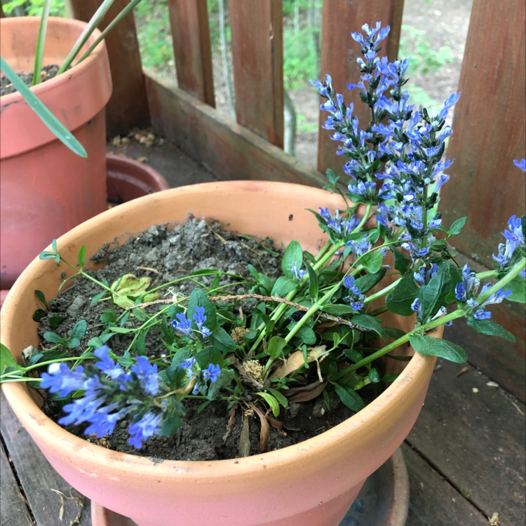 Blue Bugle plant in a terracotta pot with vibrant blue flowers and visible soil.