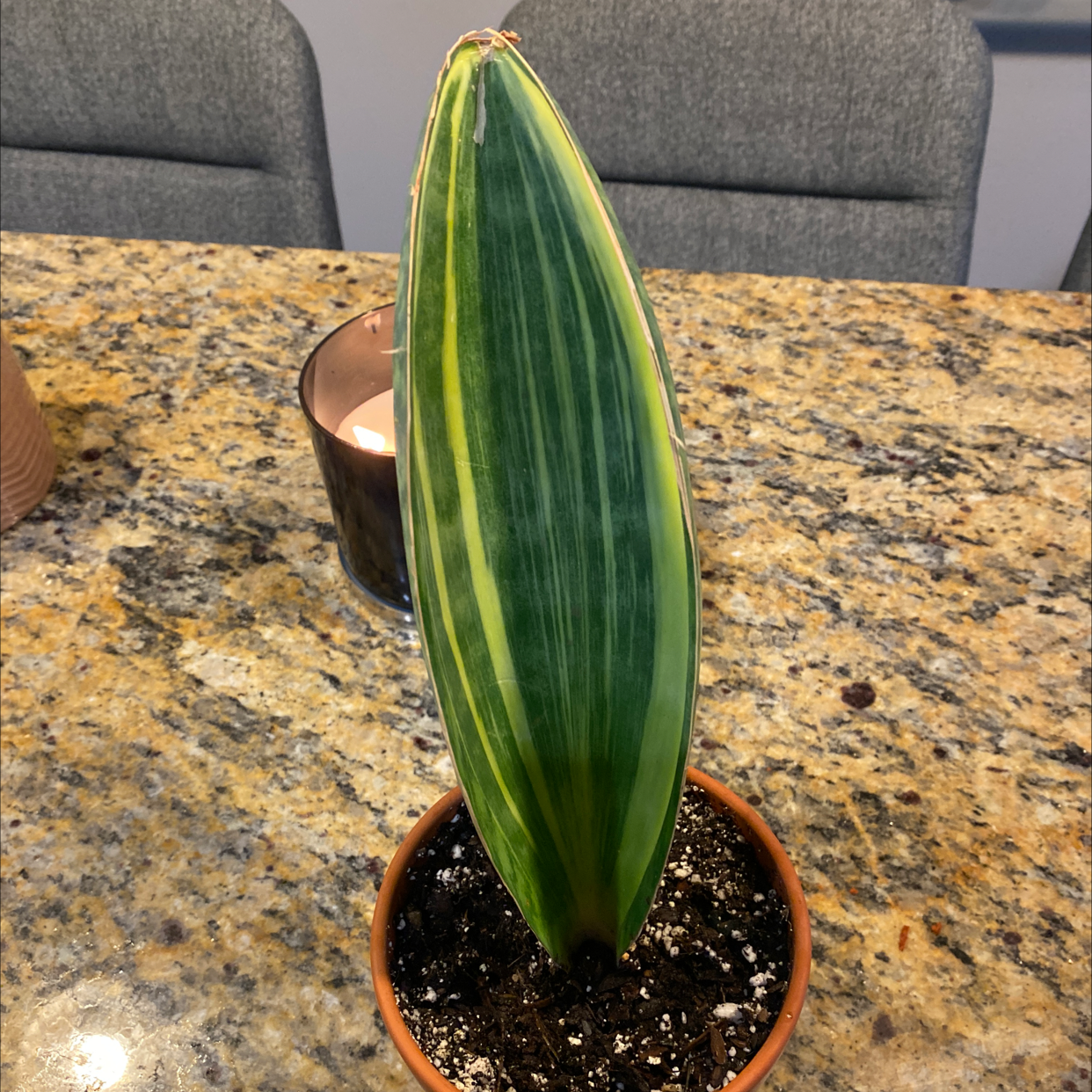 Whale Fin Snake Plant in a small pot on a granite countertop with some yellowing on the leaf edges.