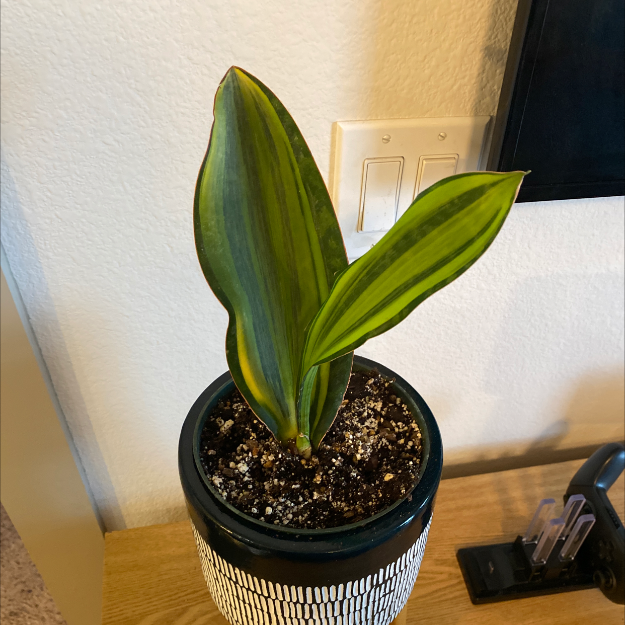 Whale Fin Snake Plant in a pot with visible soil, healthy green leaves.