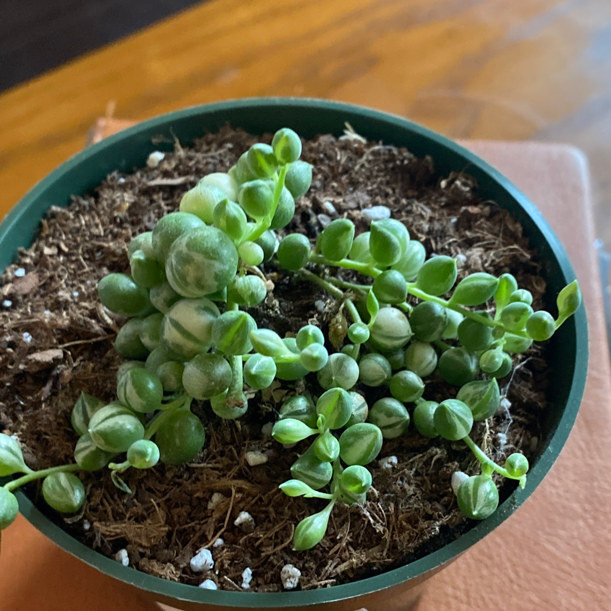 Variegated String of Pearls plant in a pot with visible soil, well-framed and in focus.