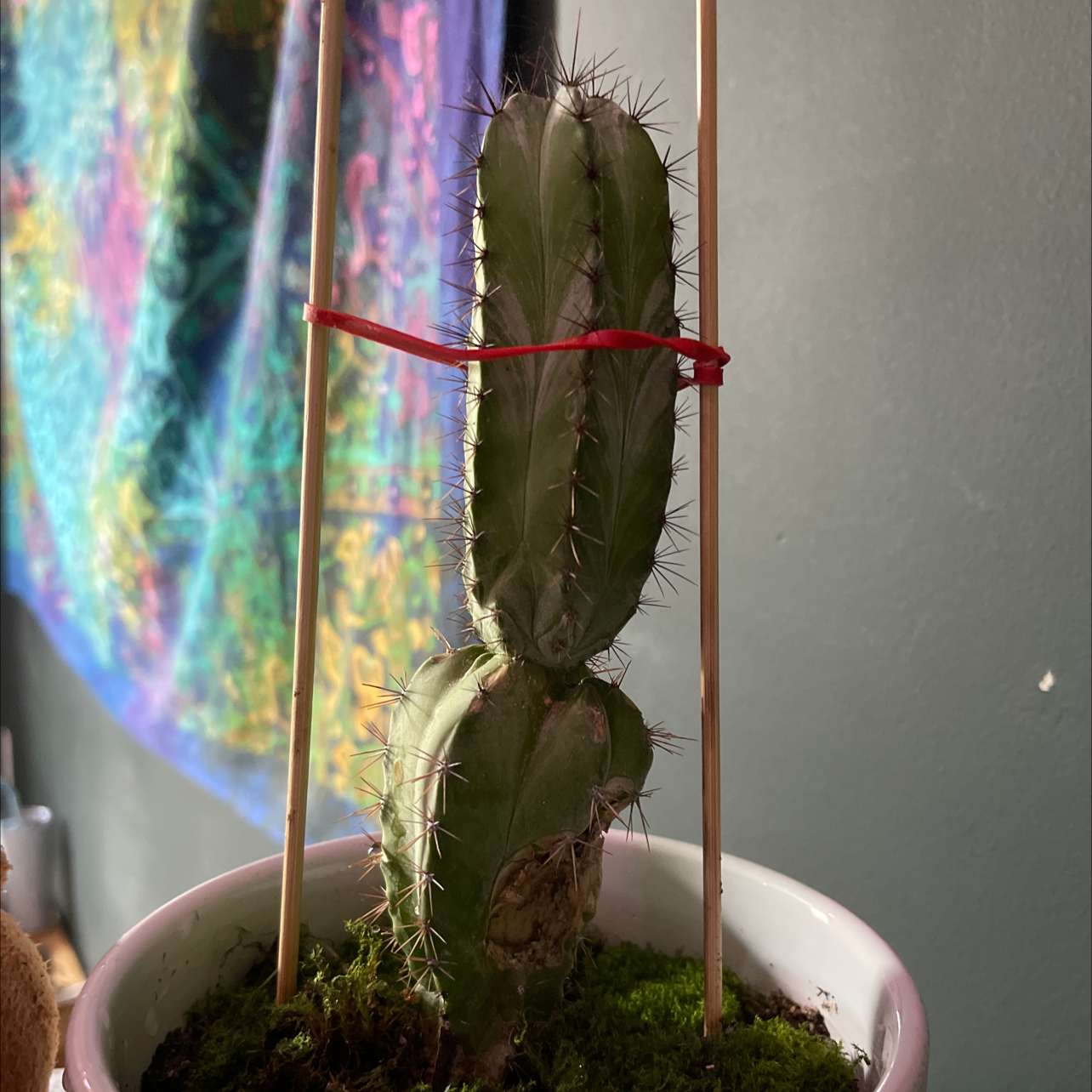 Pleated Cereus plant photo by Hunter named Your plant on Greg, the plant care app.