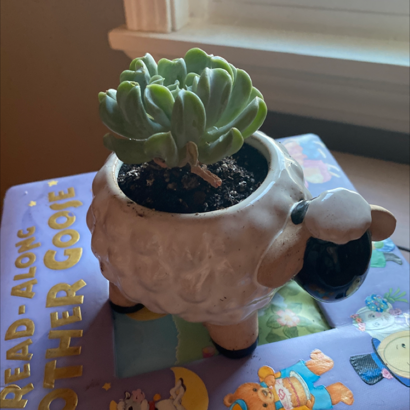 Echeveria Runyonii succulent in a sheep-shaped pot on a colorful book.