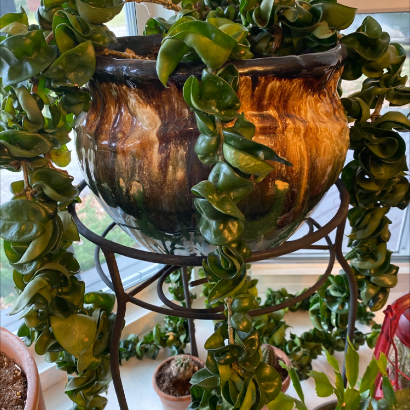 Hoya carnosa 'Compacta' plant in a decorative pot on a stand, with visible soil and vibrant green leaves.