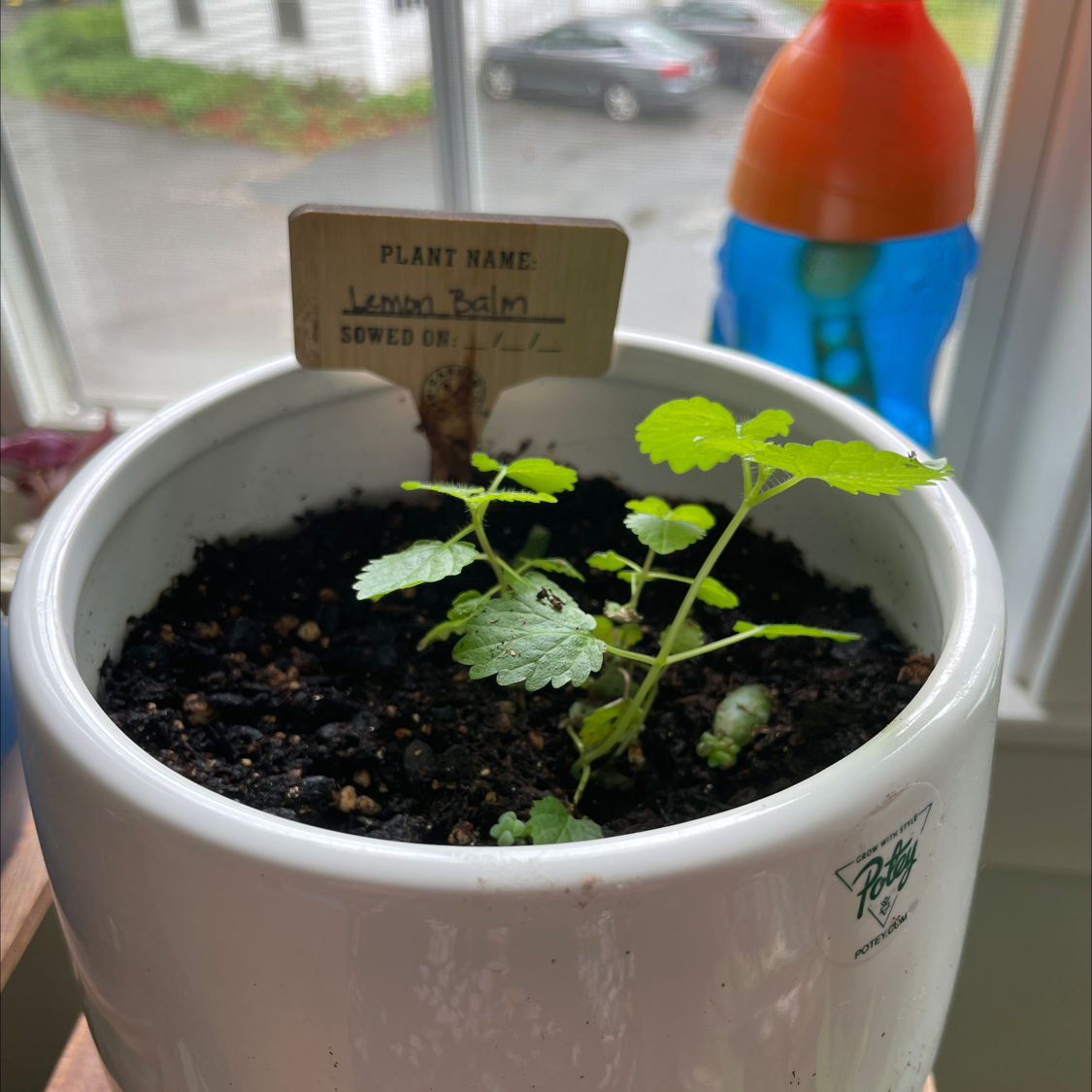 Lemon Balm plant in a white pot with a label, healthy green leaves, visible soil.