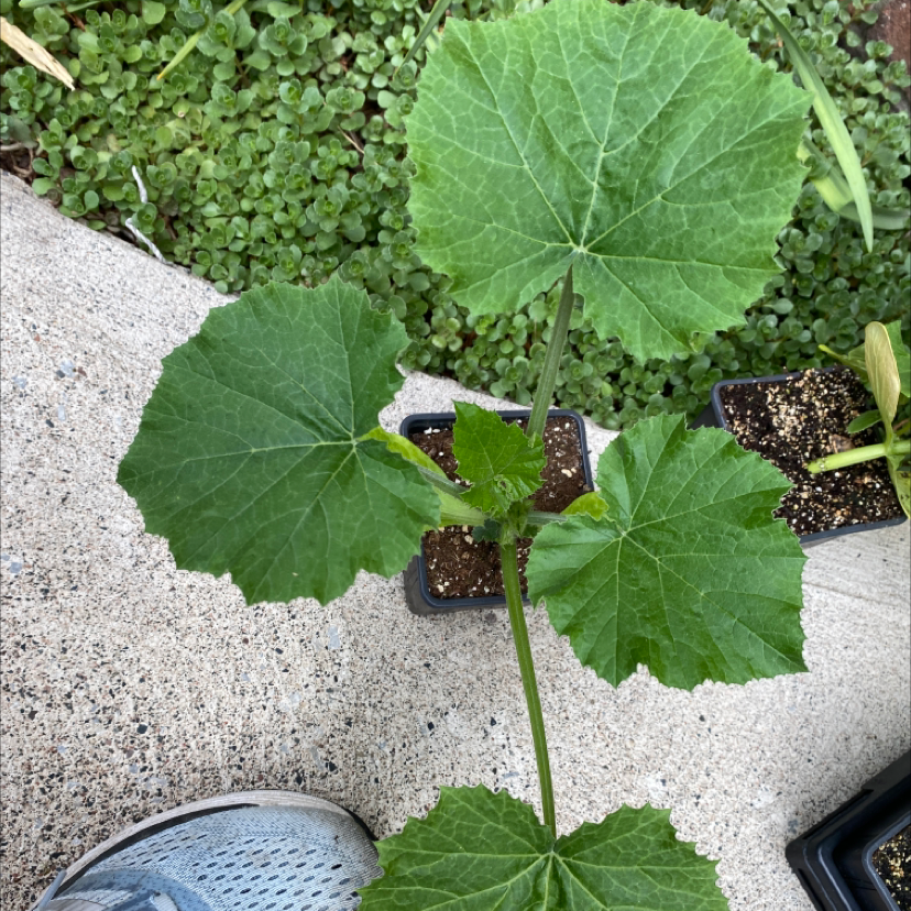 Why Are My Summer Squash Leaves Droopy? 💧