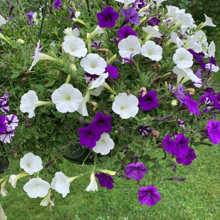 Photo of the plant species Million Bells by @alw3278 named Your plant on Greg, the plant care app