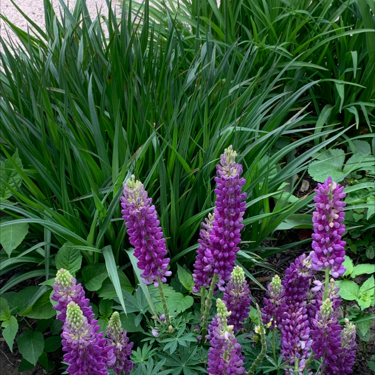 Photo of the plant species Big-Leaved Lupine by @alw3278 named Your plant on Greg, the plant care app