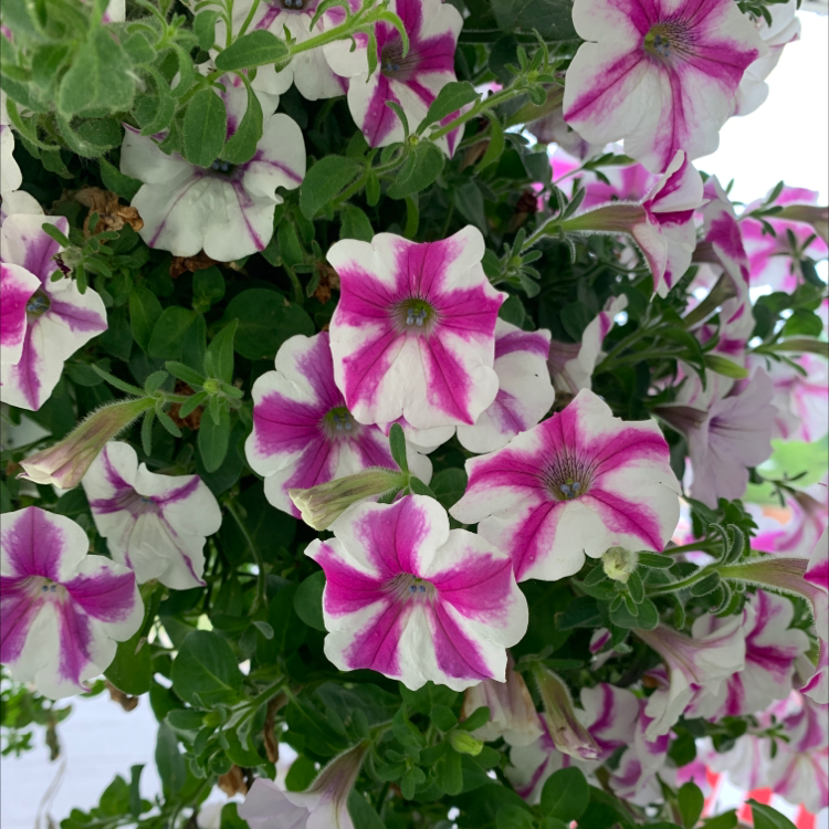 Large White Petunia with vibrant white and pink flowers, well-maintained and healthy.