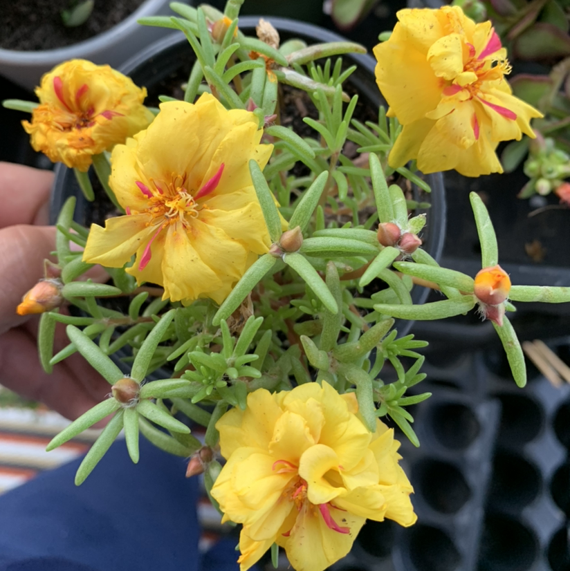 A thriving Moss Rose Purslane plant with several bright yellow double-petaled flowers in bloom, held by a human hand.