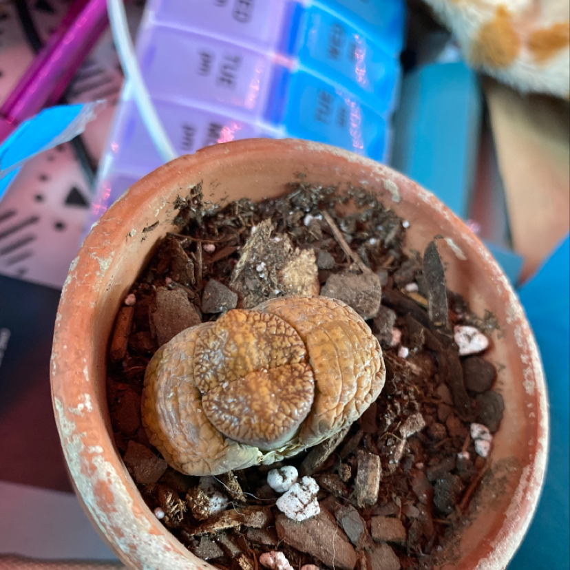 Rubra Lithops plant in a small terracotta pot with visible soil and debris.