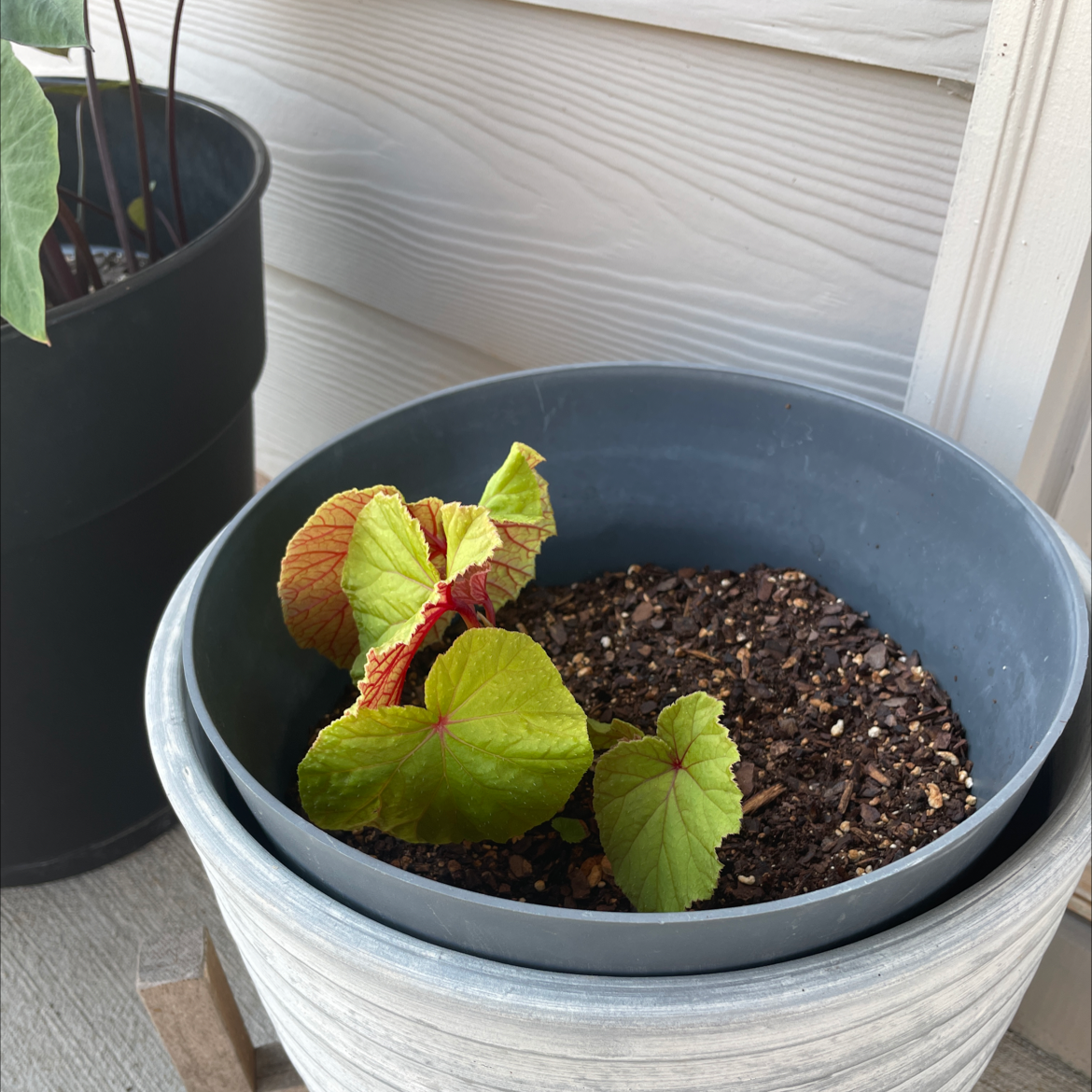Photo of the plant species Hardy Begonia by Jordan named Aria on Greg, the plant care app