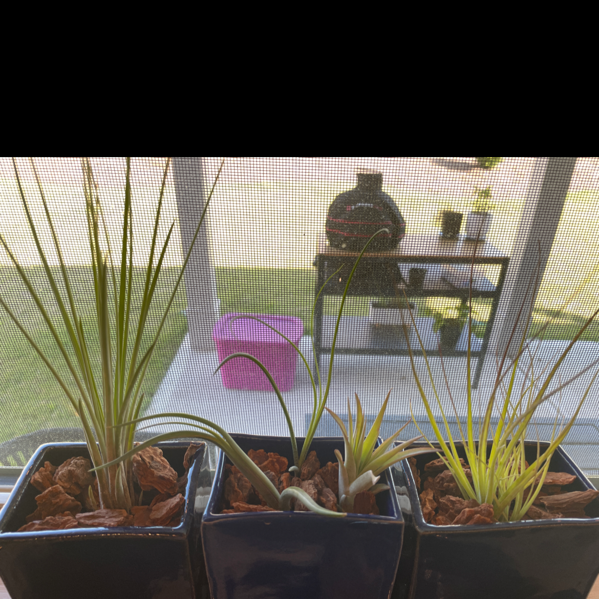 Three potted Fishbone Air Plants on a windowsill with visible soil and bark.