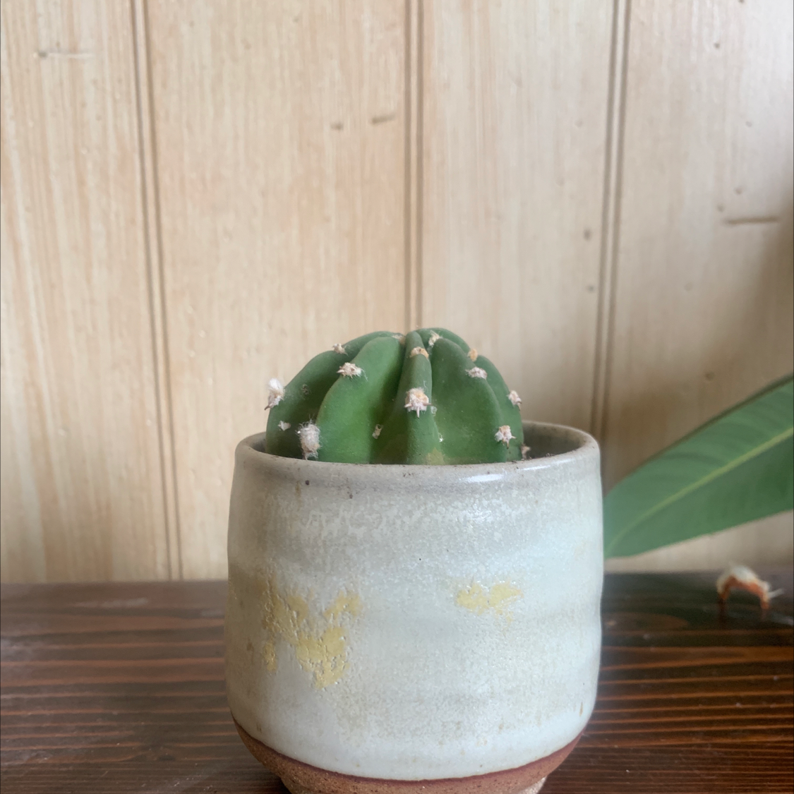 Blue Barrel Cactus in a ceramic pot with a wooden panel background.