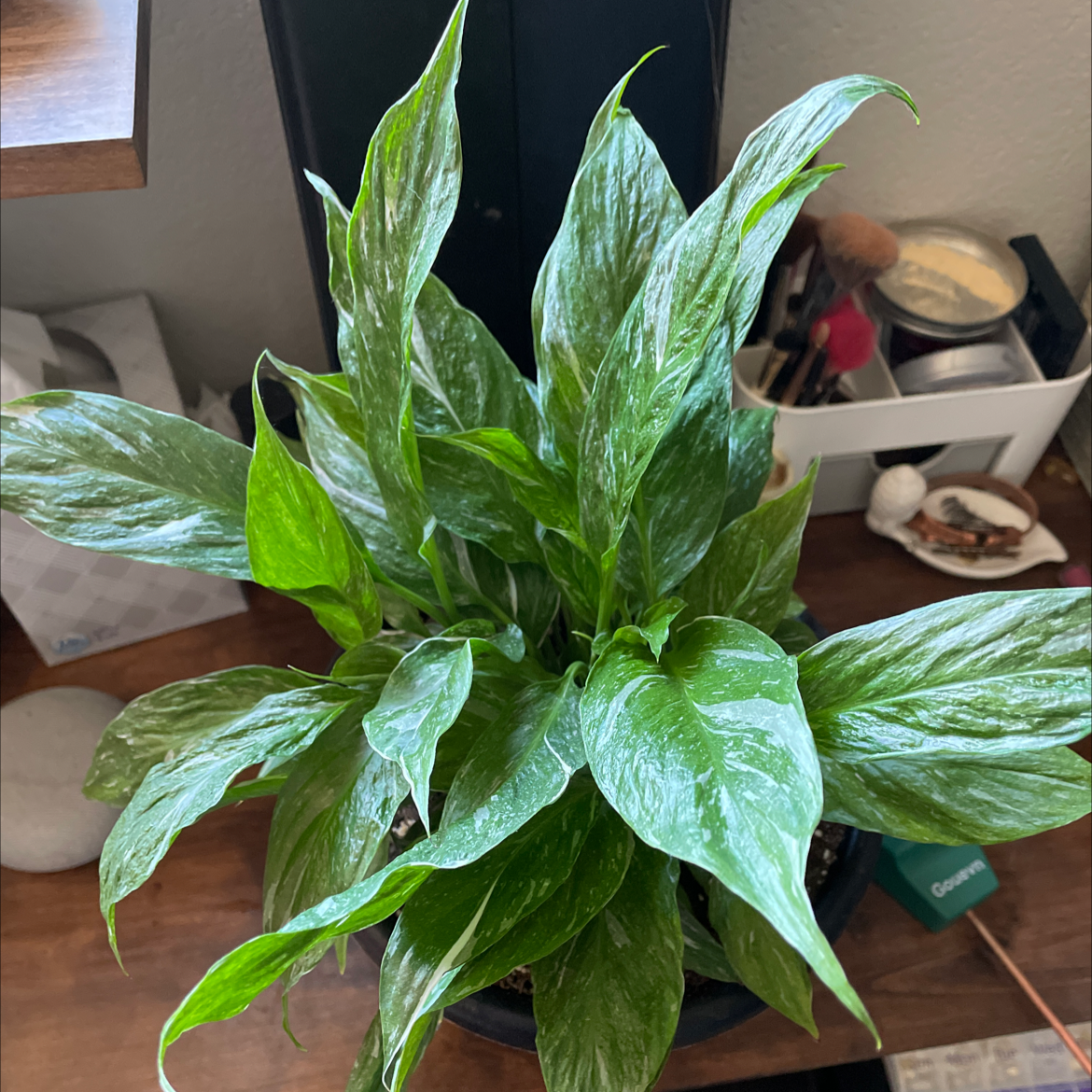Peace Lily plant photo by @Natasharaptor named Lilly on Greg, the plant care app.