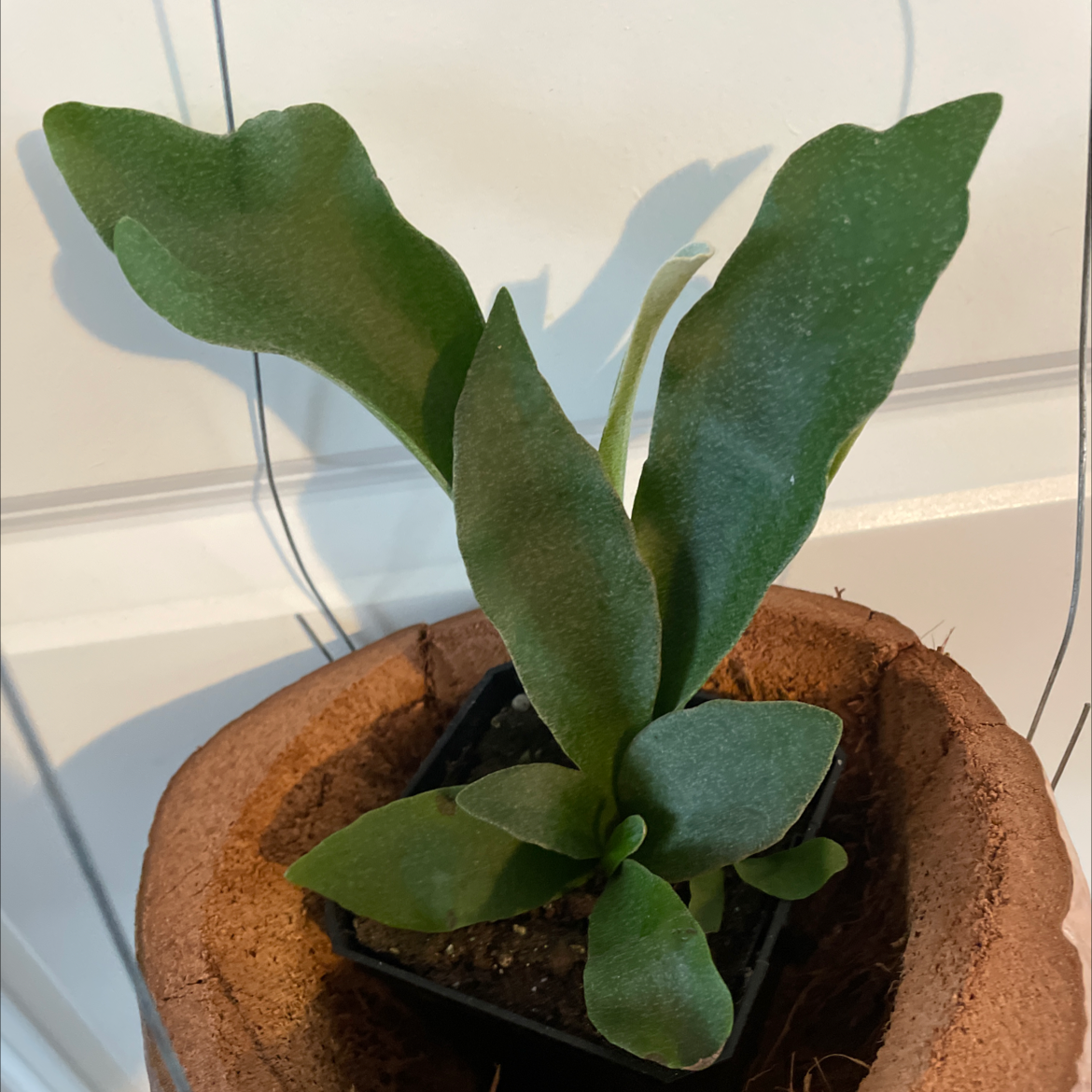 Photo of the plant species Platycerium Alcicorne by @powwow98 named Phil on Greg, the plant care app