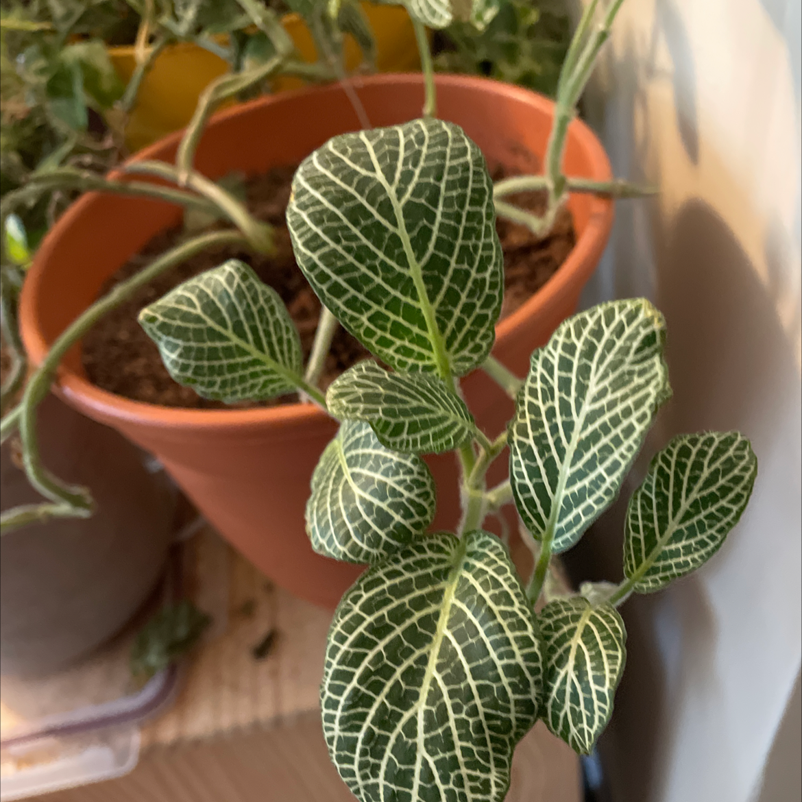 Nerve Plant plant photo by @powwow98 named Gerald on Greg, the plant care app.