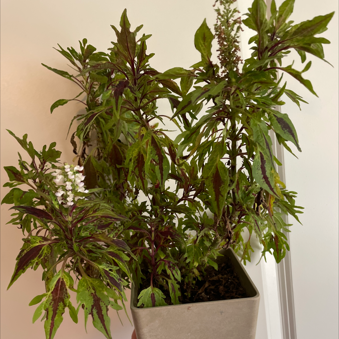 Photo of the plant species Willow-leaf amaranth by @powwow98 named Sergeant on Greg, the plant care app
