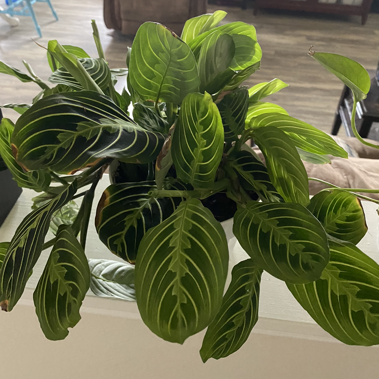 Variegated Prayer Plant with vibrant green leaves and white veins, appearing healthy.