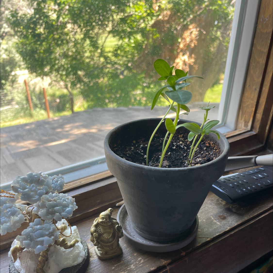 Potted Common Zinnia plant on a windowsill with visible soil and healthy green leaves.