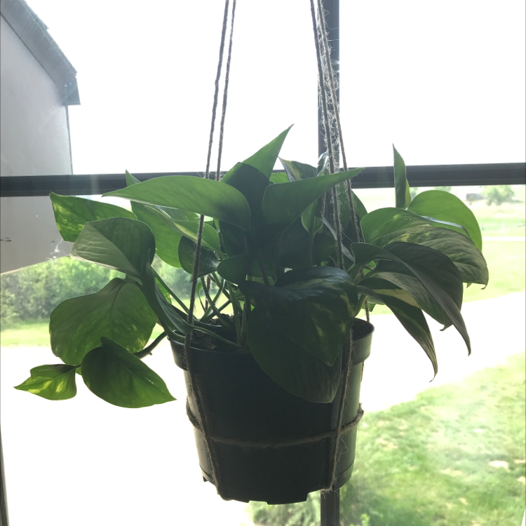 Taro Vine plant photo by Saleena named Dax on Greg, the plant care app.