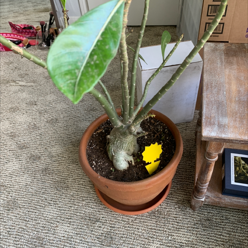 Desert Rose Plant in a terracotta pot with a thick base and green stems. One leaf is yellowing.