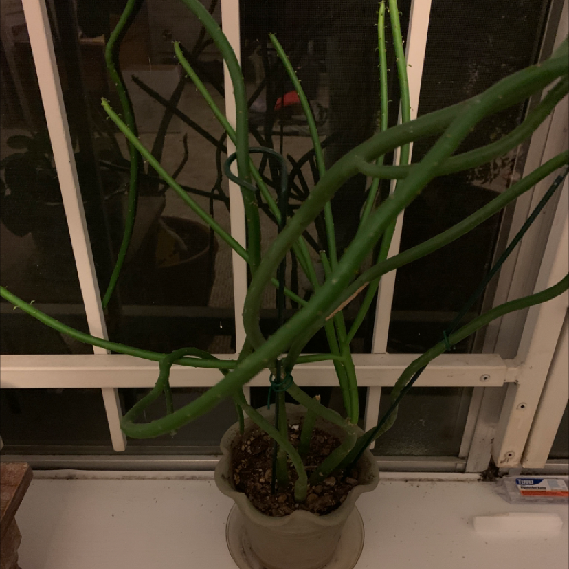 Pencil Cactus (Euphorbia tirucalli) in a pot near a window, healthy green stems.