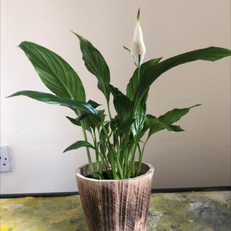Peace Lily plant in Denby Village, England